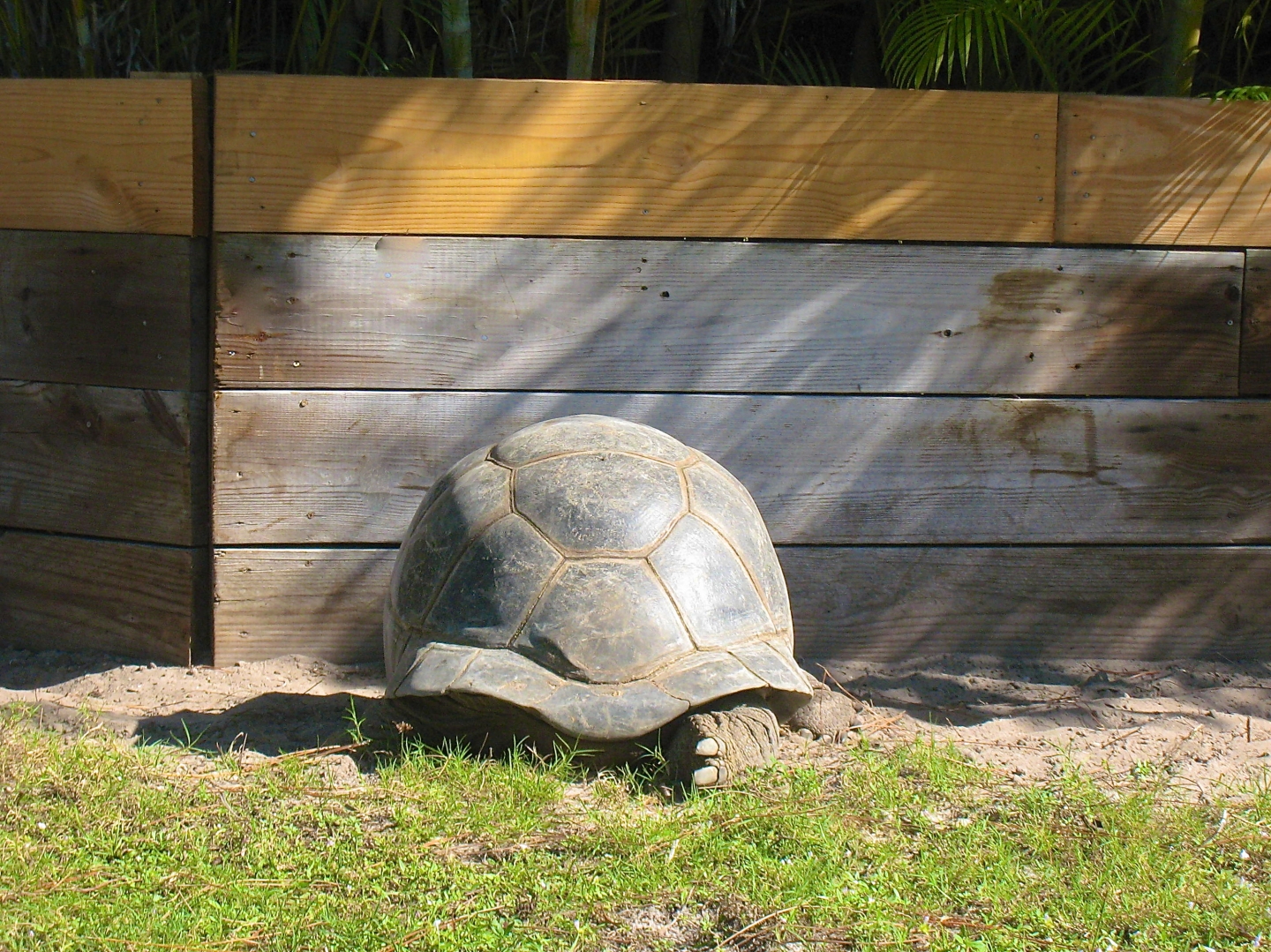 ALDABRA BREEDER