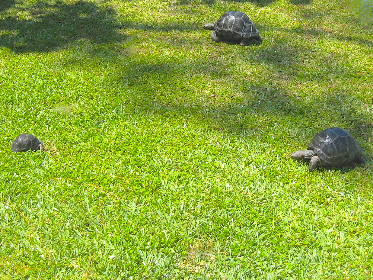 ALDABRA BREEDER