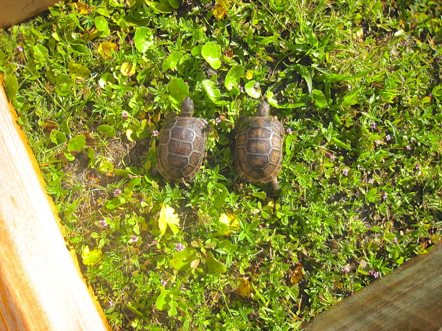 ALDABRA BREEDER