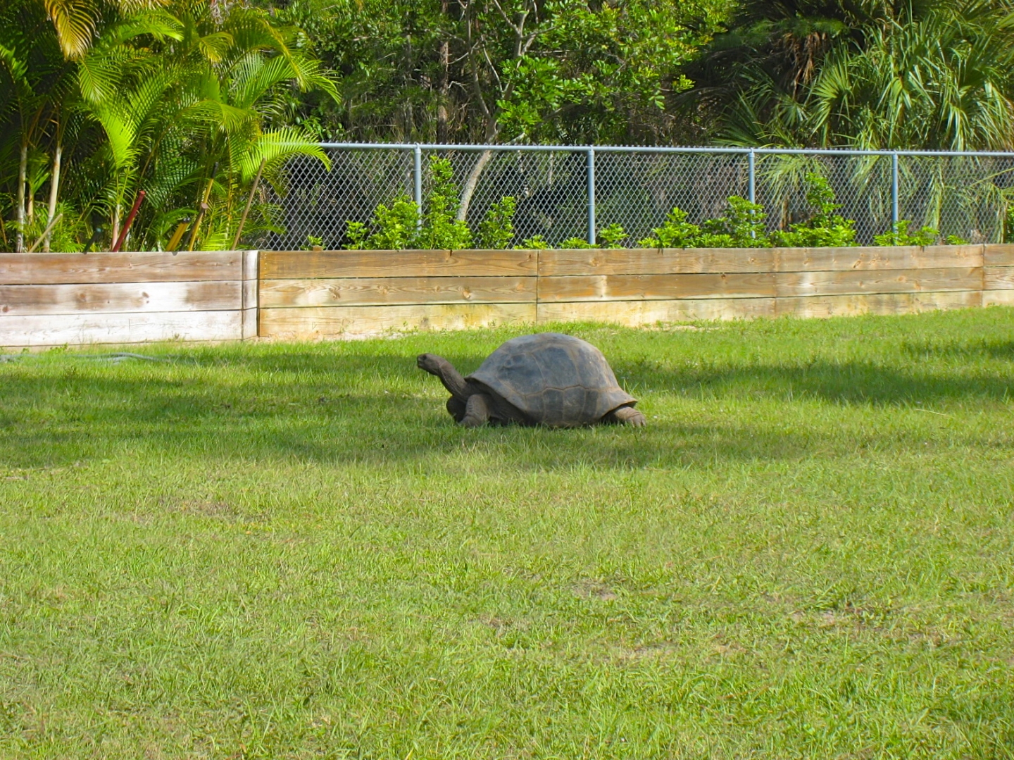 ALDABRA BREEDER