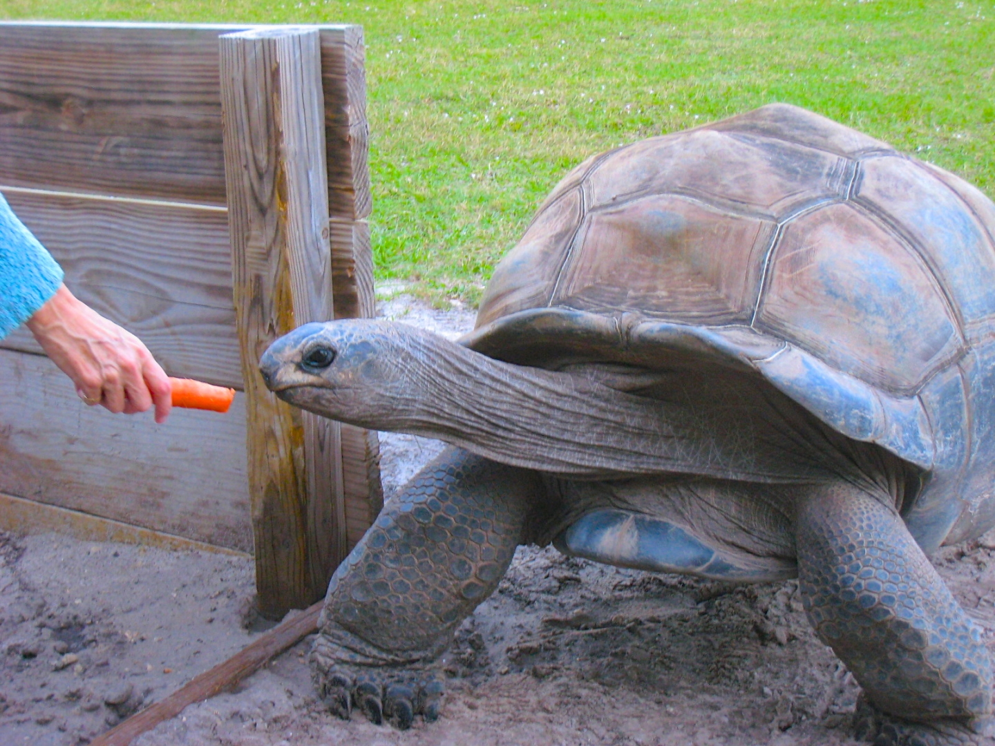 ALDABRA BREEDER