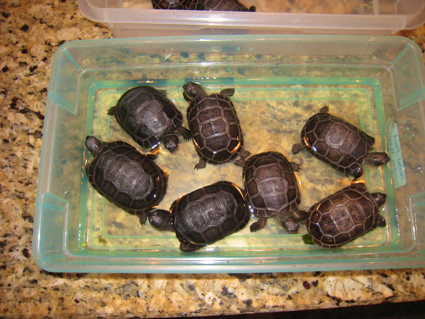 ALDABRA BREEDER