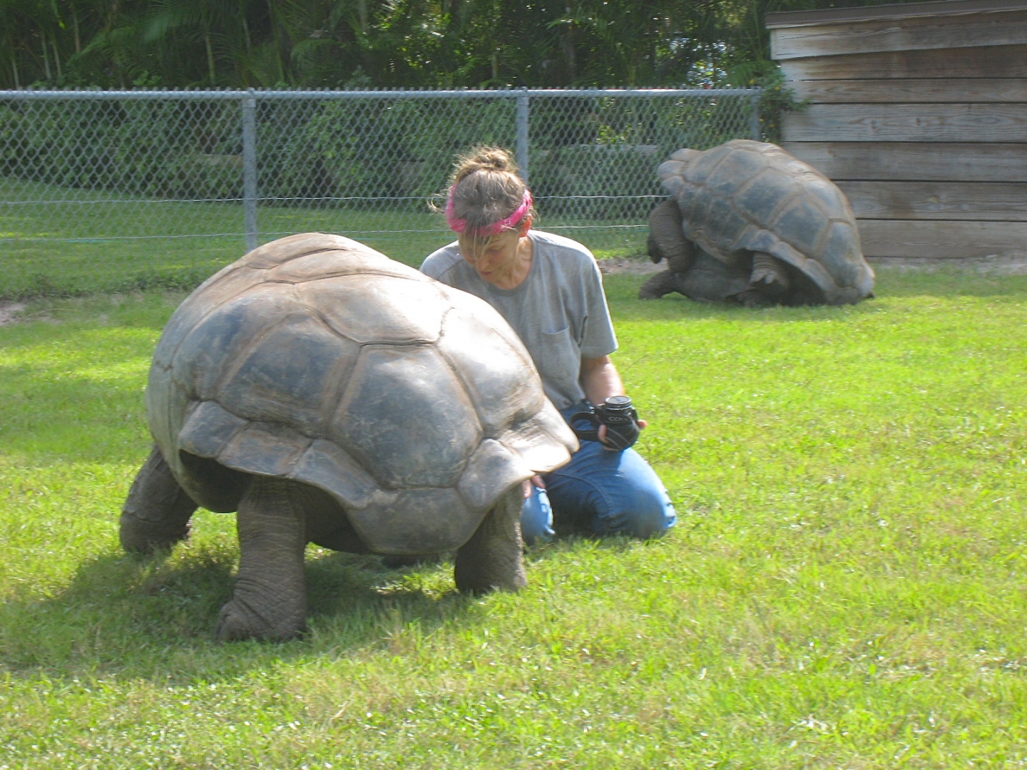 ALDABRA BREEDER