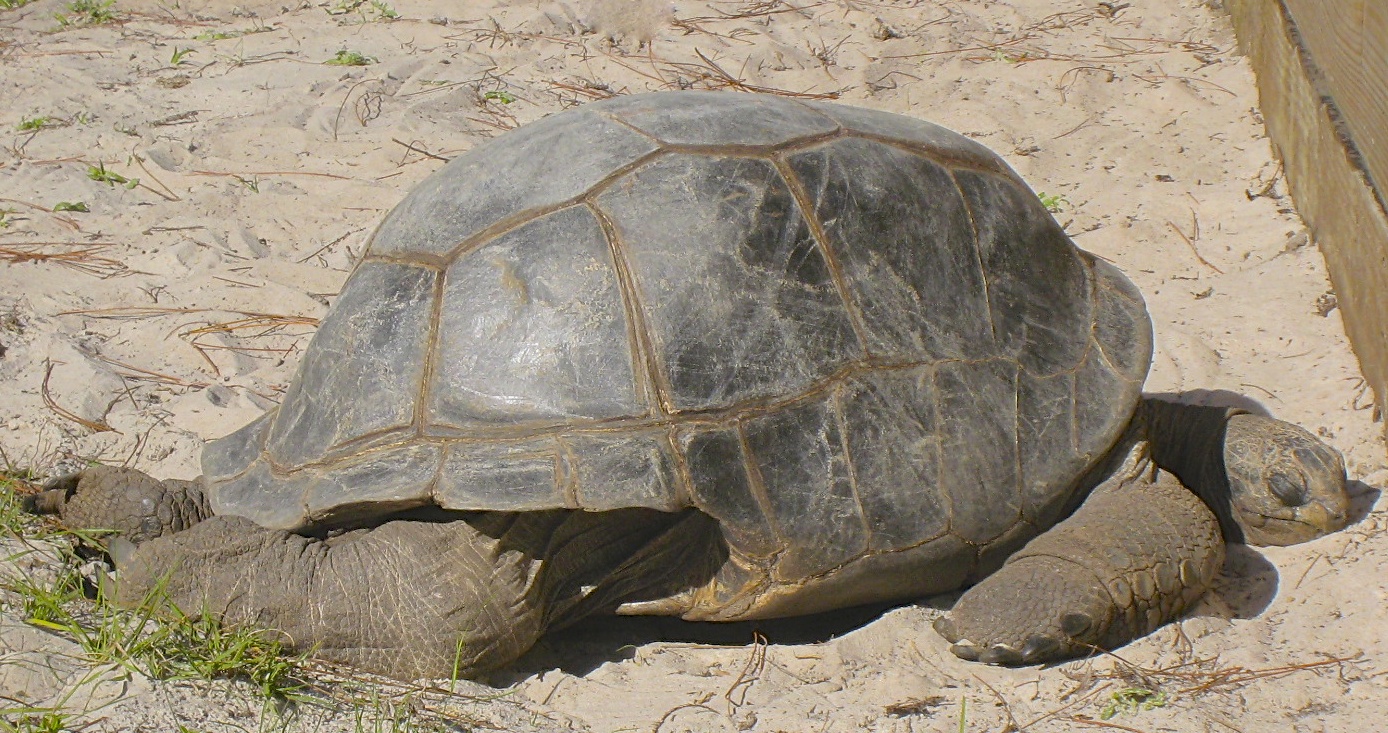 ALDABRA BREEDER