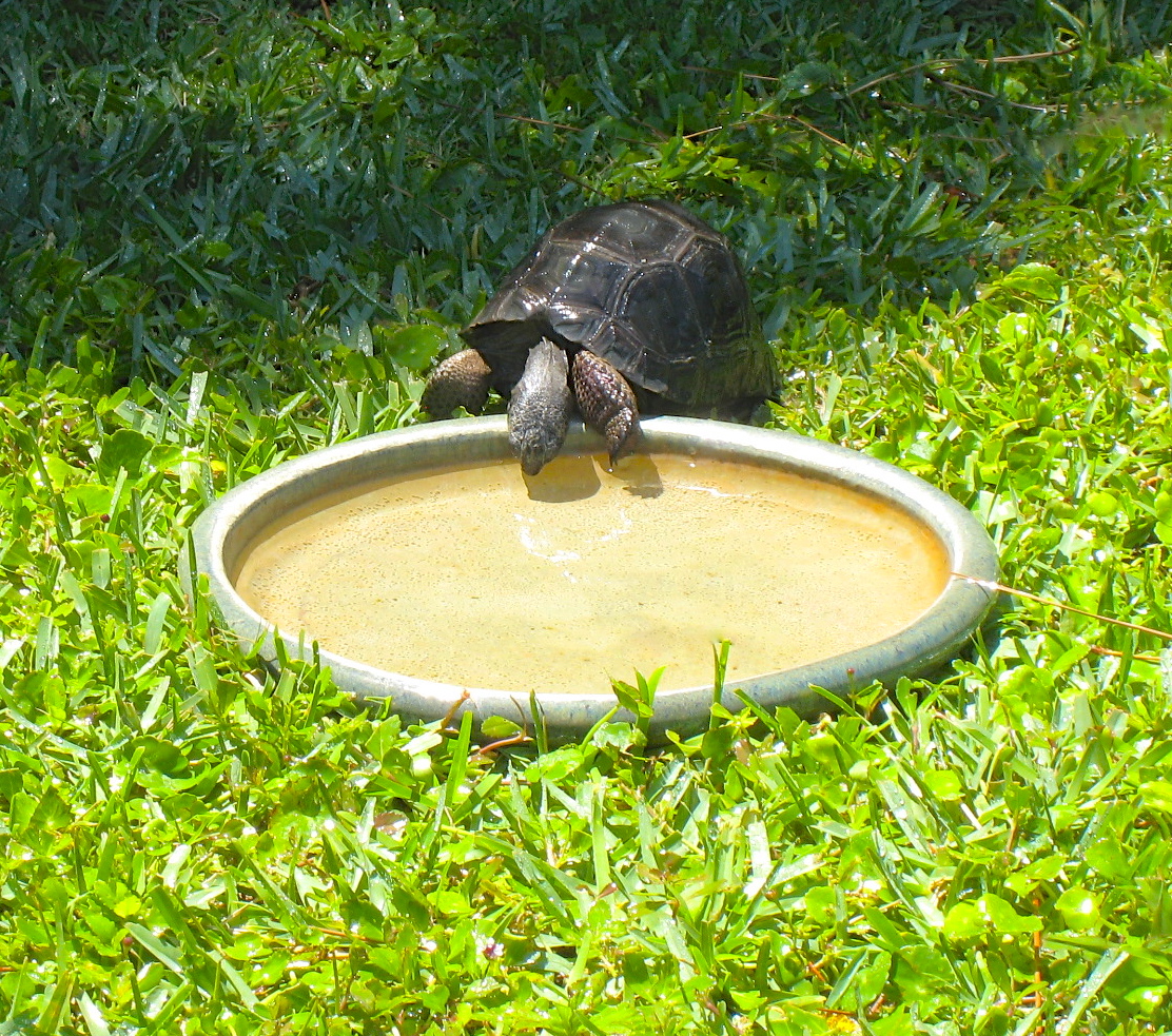 ALDABRA BREEDER