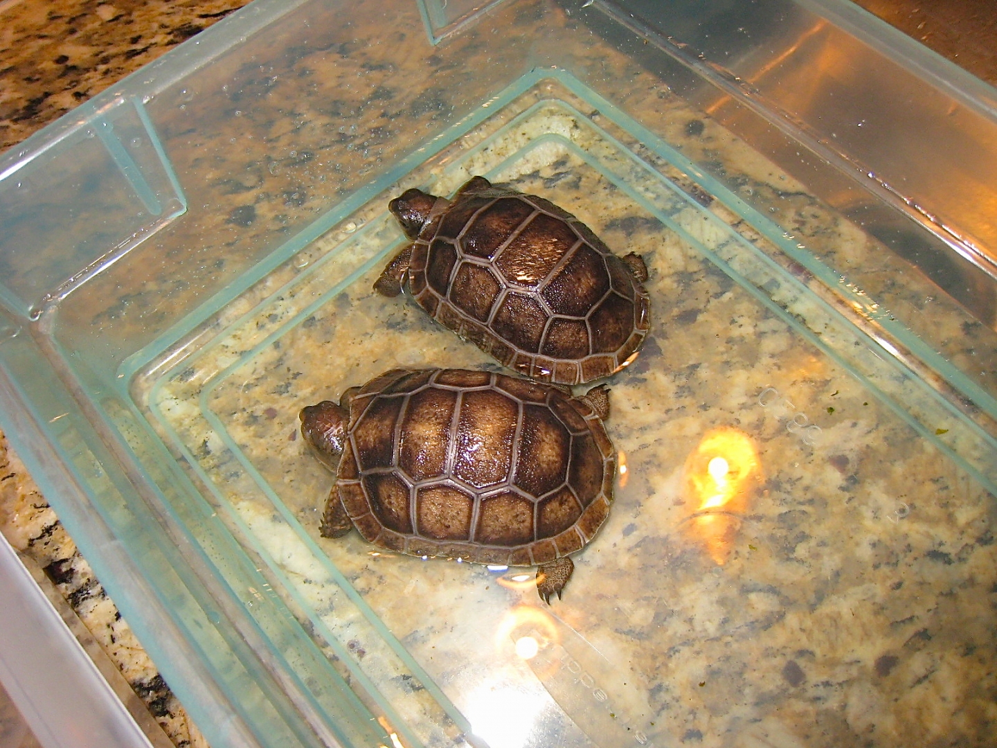 ALDABRA BREEDER