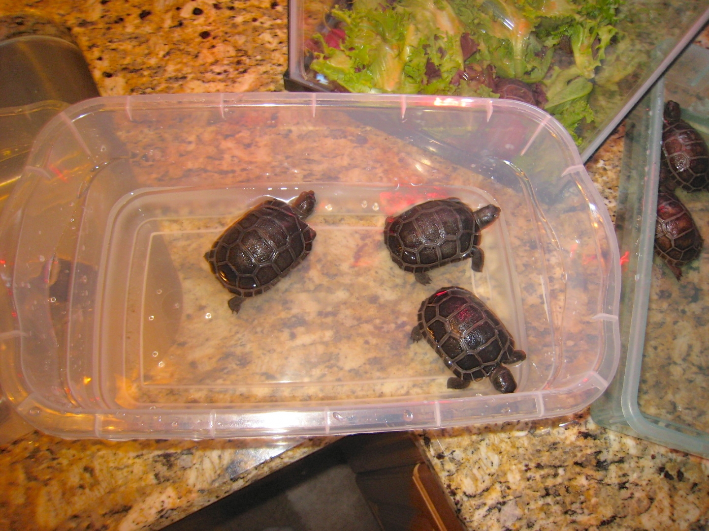 ALDABRA BREEDER