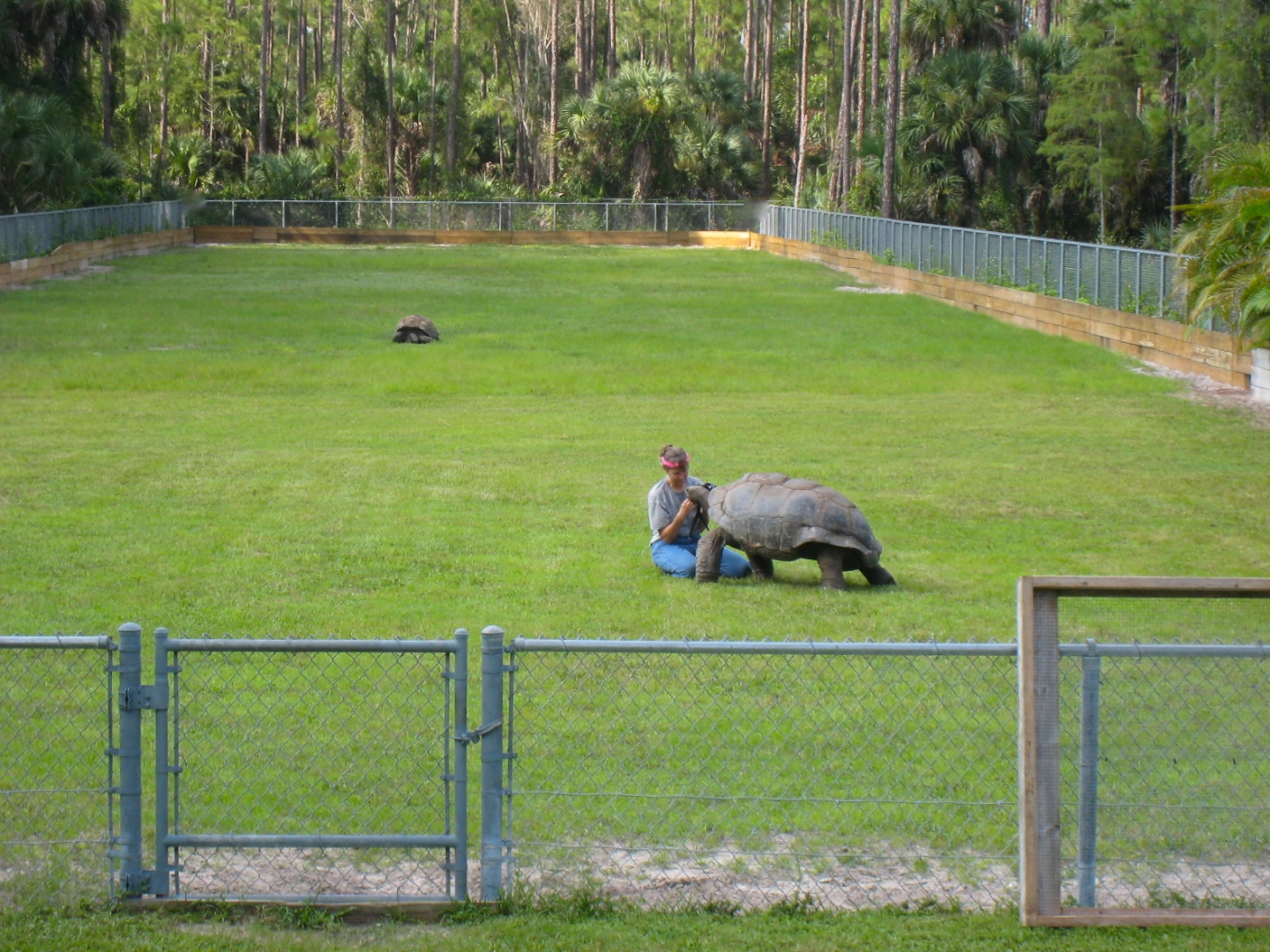 ALDABRA BREEDER
