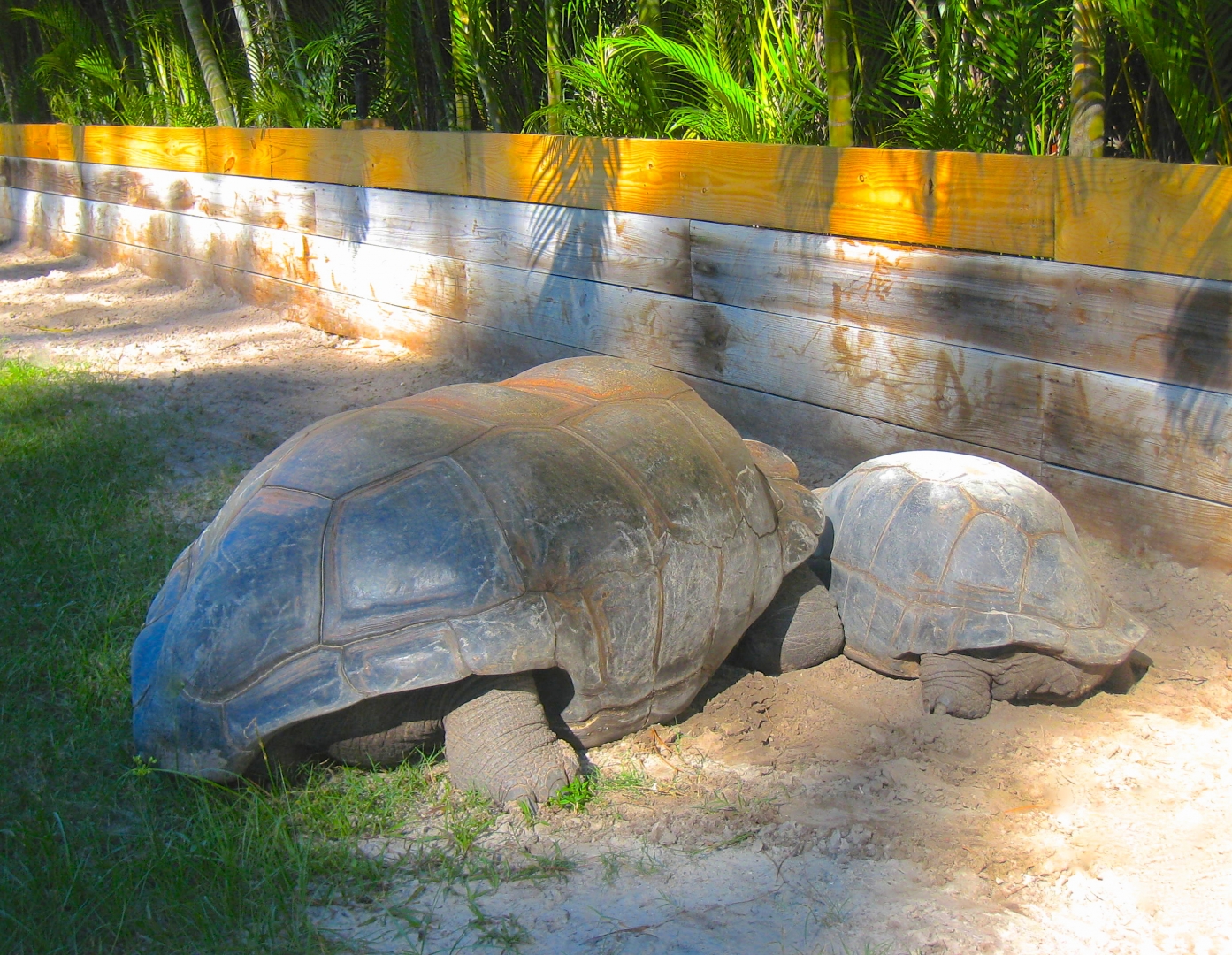 ALDABRA BREEDER