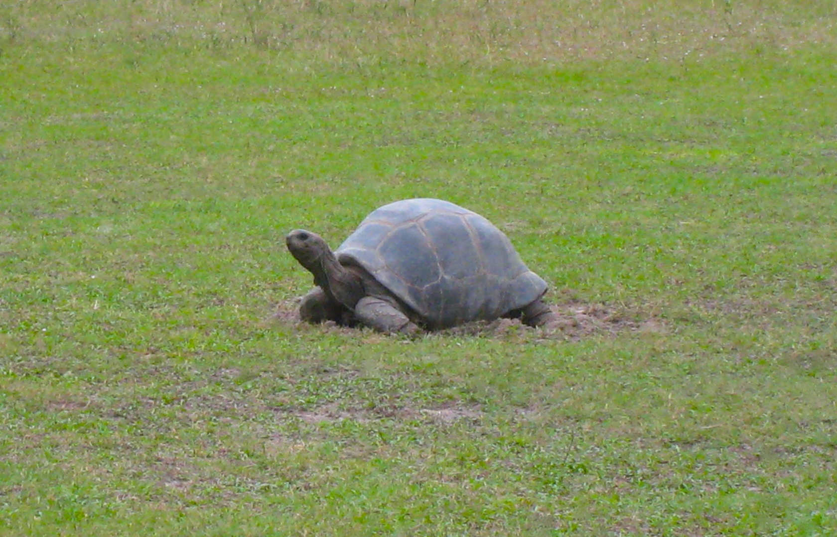 ALDABRA BREEDER