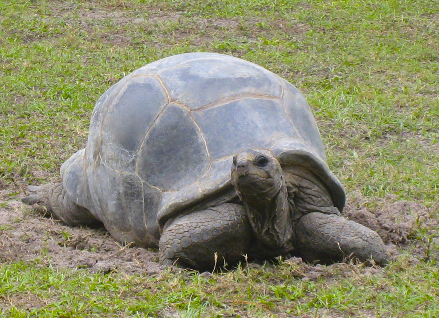 ALDABRA BREEDER