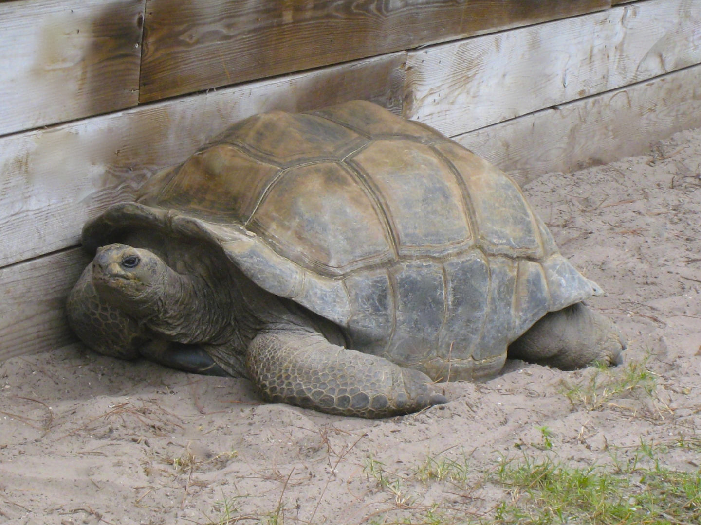 ALDABRA BREEDER