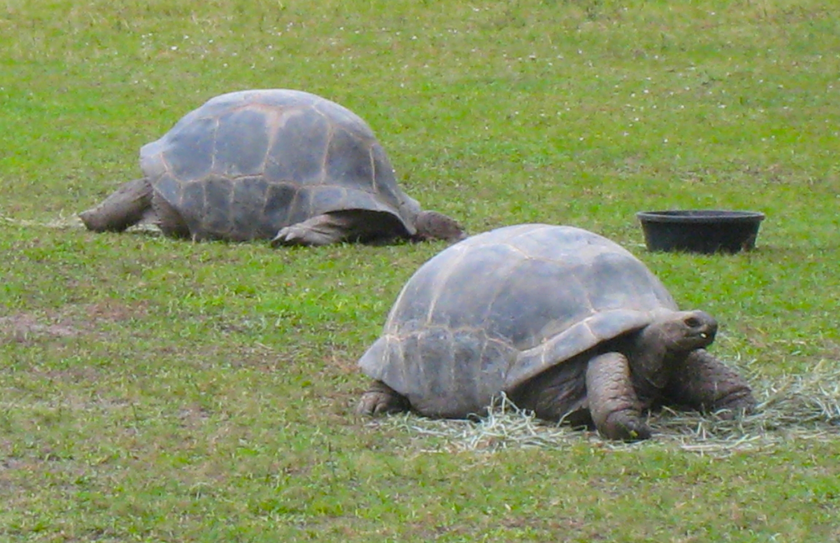 ALDABRA BREEDER