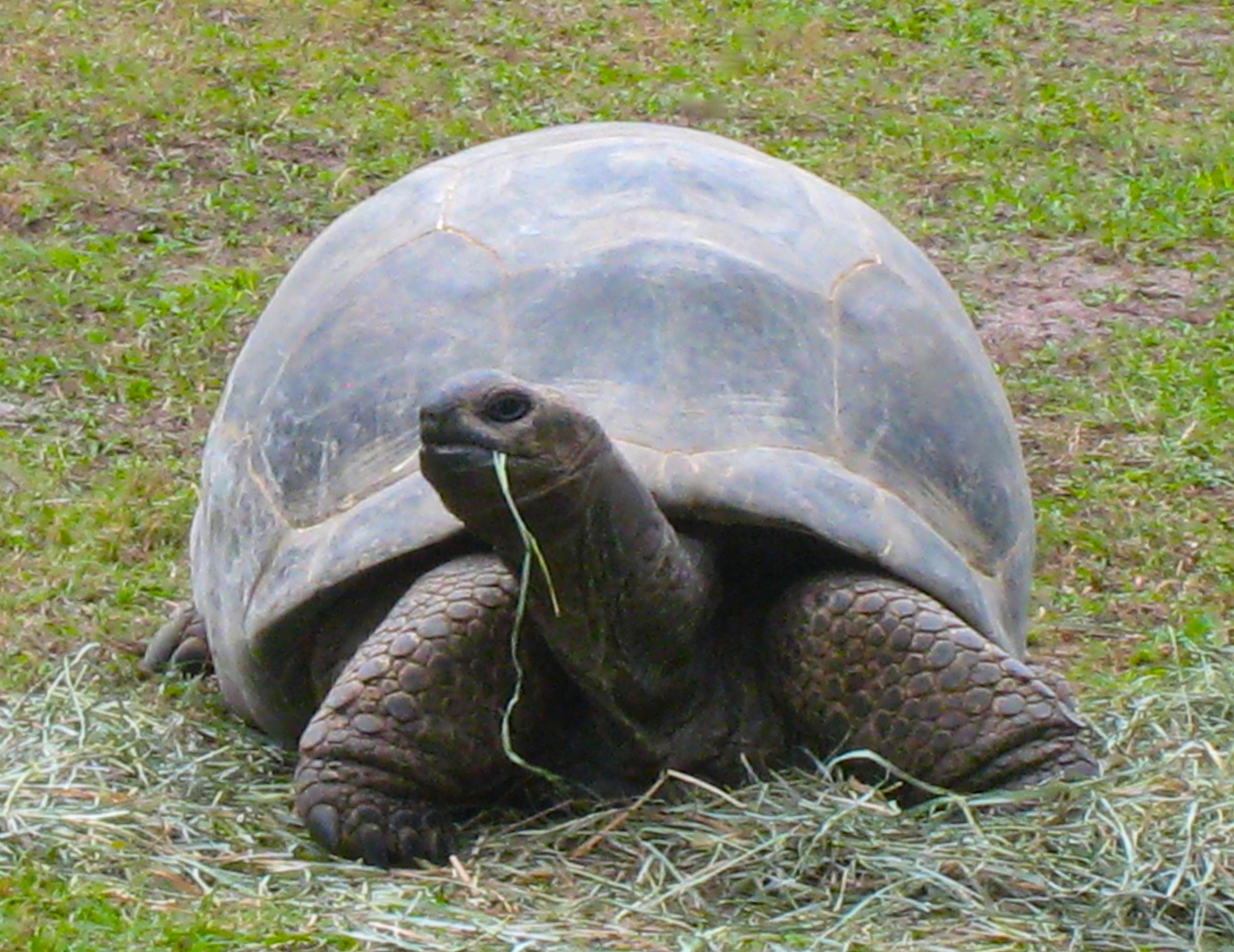 ALDABRA BREEDER