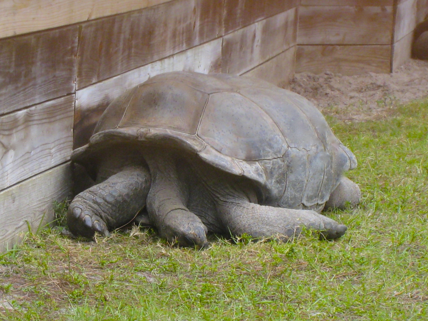ALDABRA BREEDER