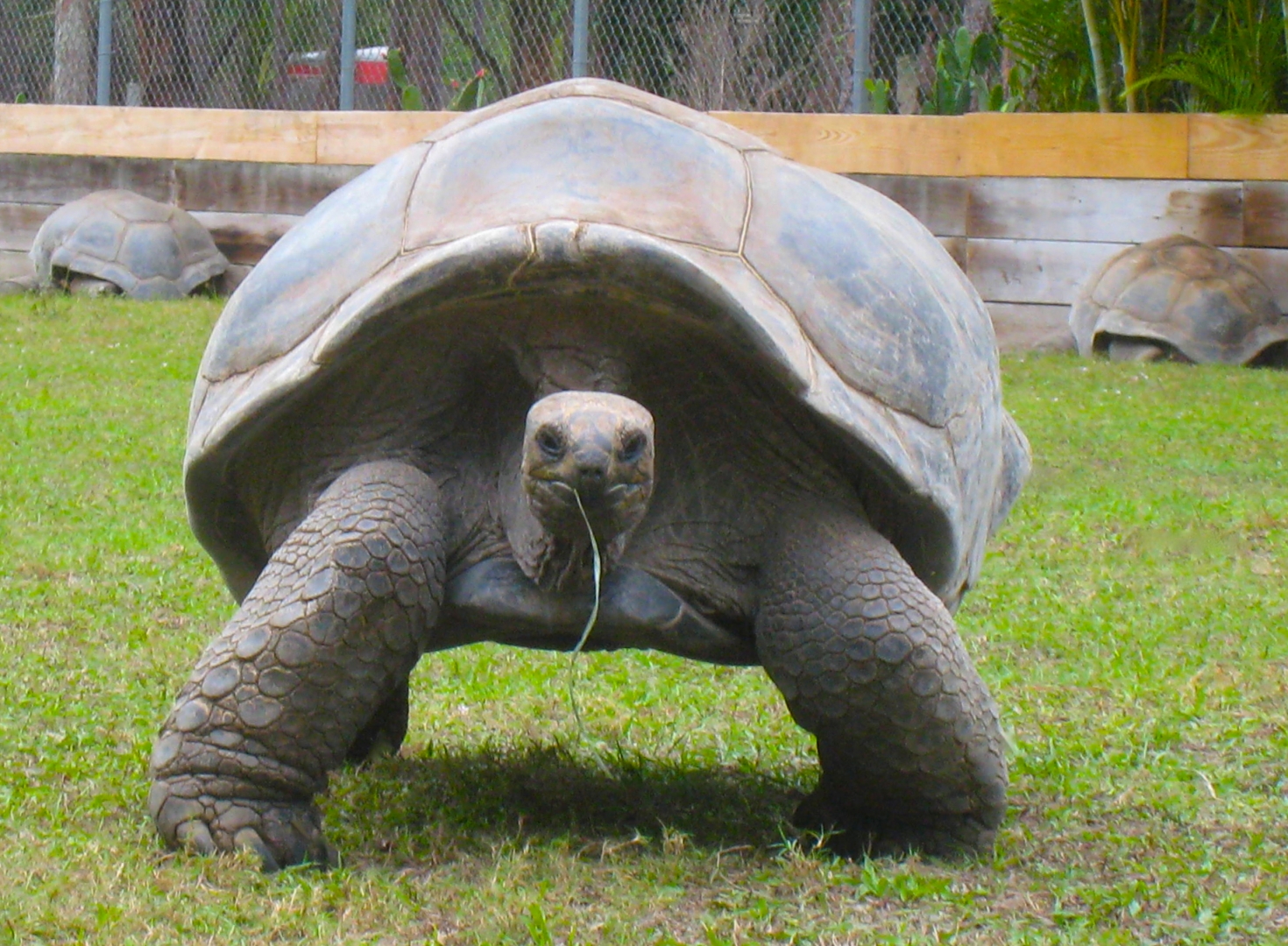 ALDABRA BREEDER