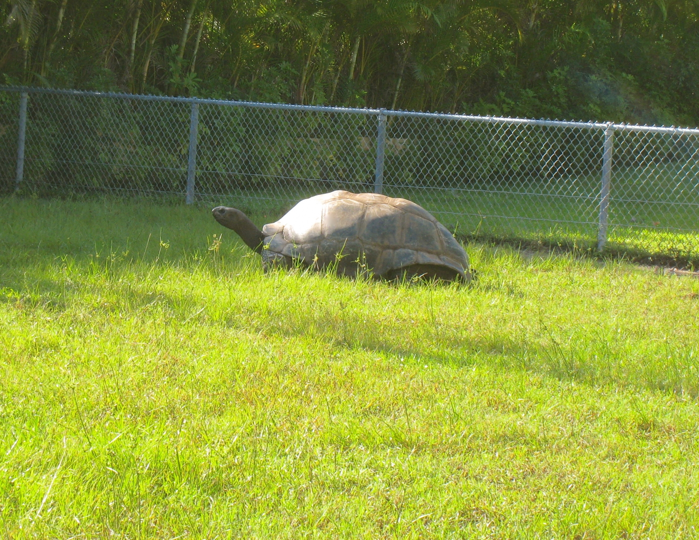 ALDABRA BREEDER