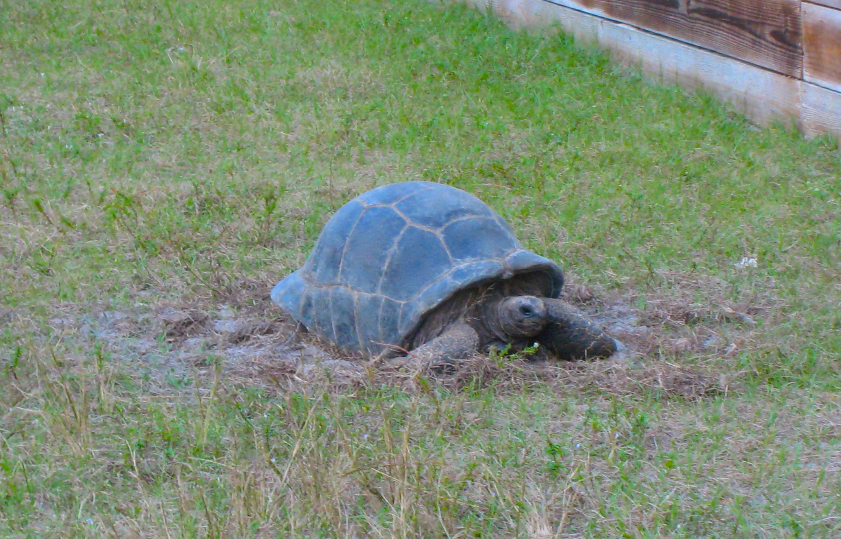 ALDABRA BREEDER