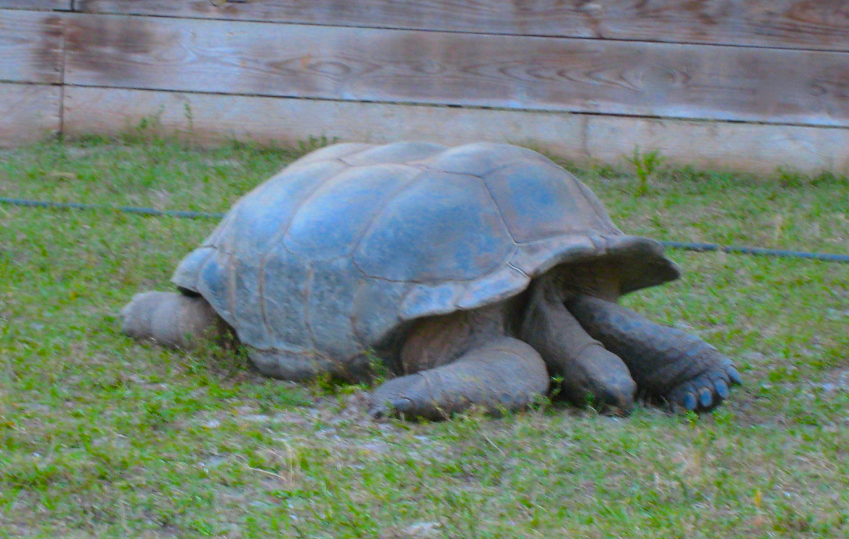 ALDABRA BREEDER