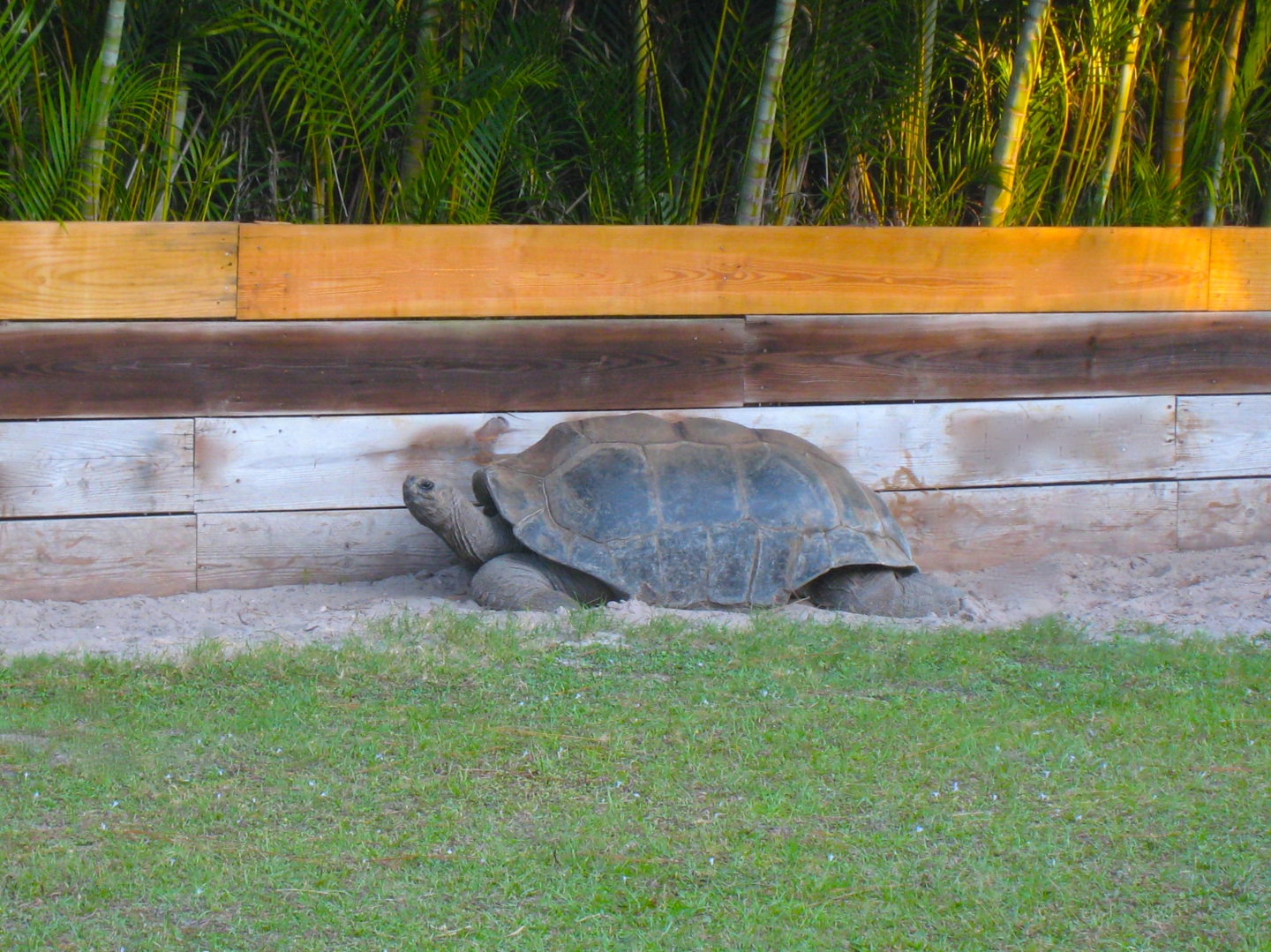 ALDABRA BREEDER