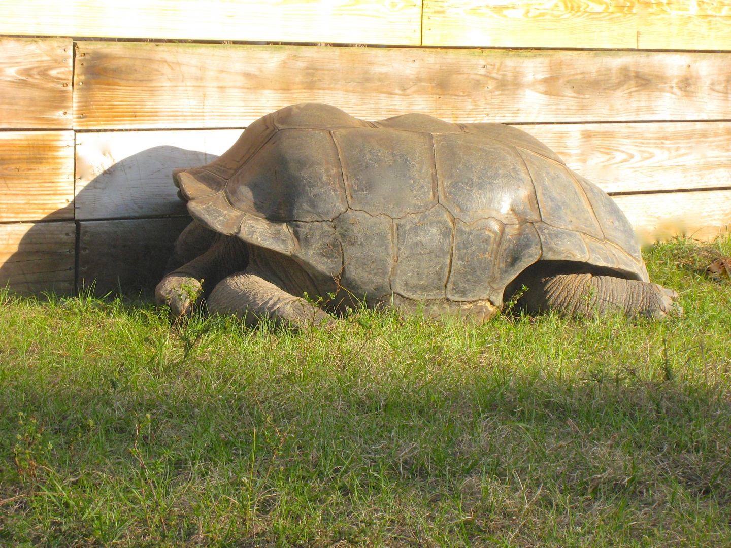 ALDABRA BREEDER