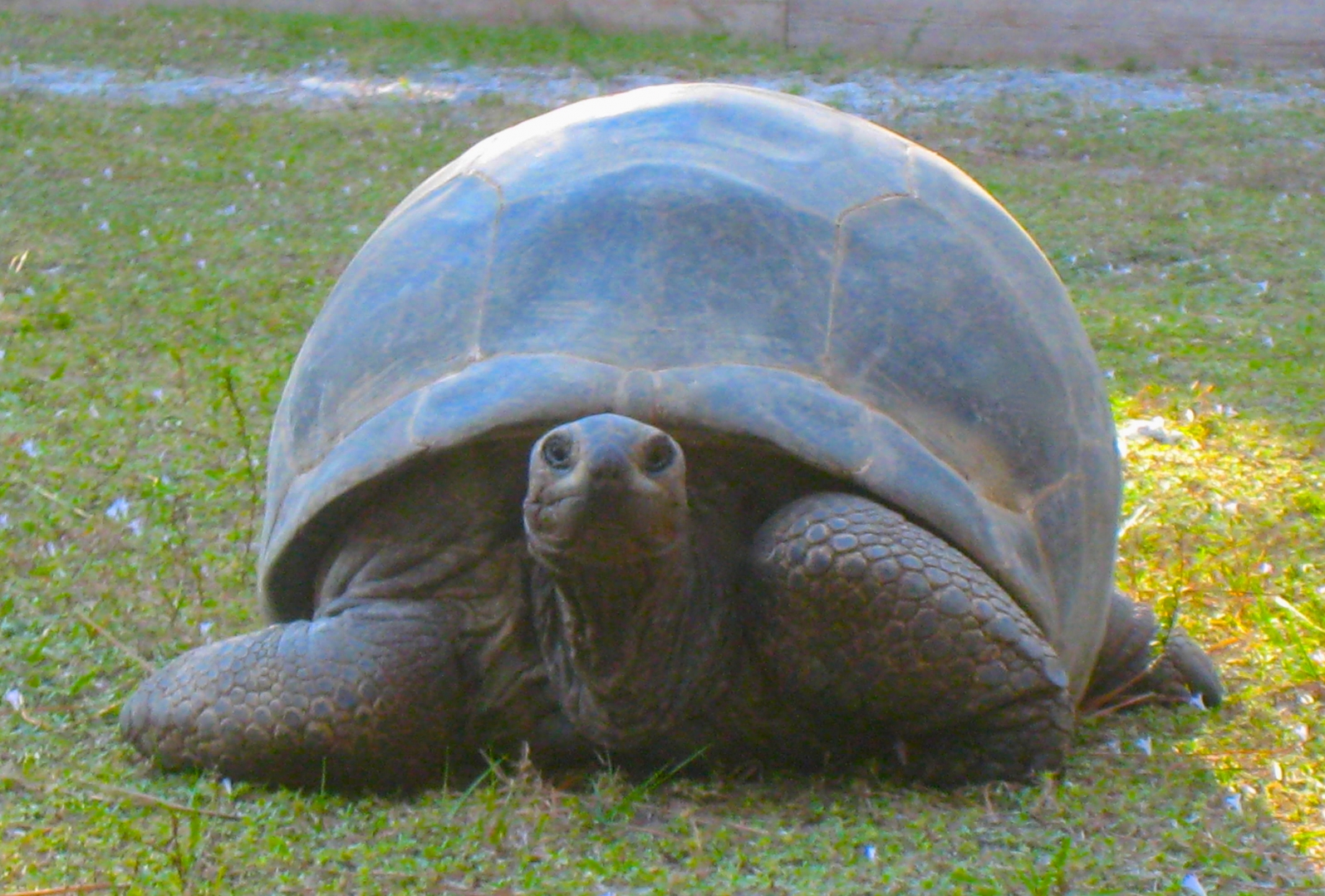 ALDABRA BREEDER