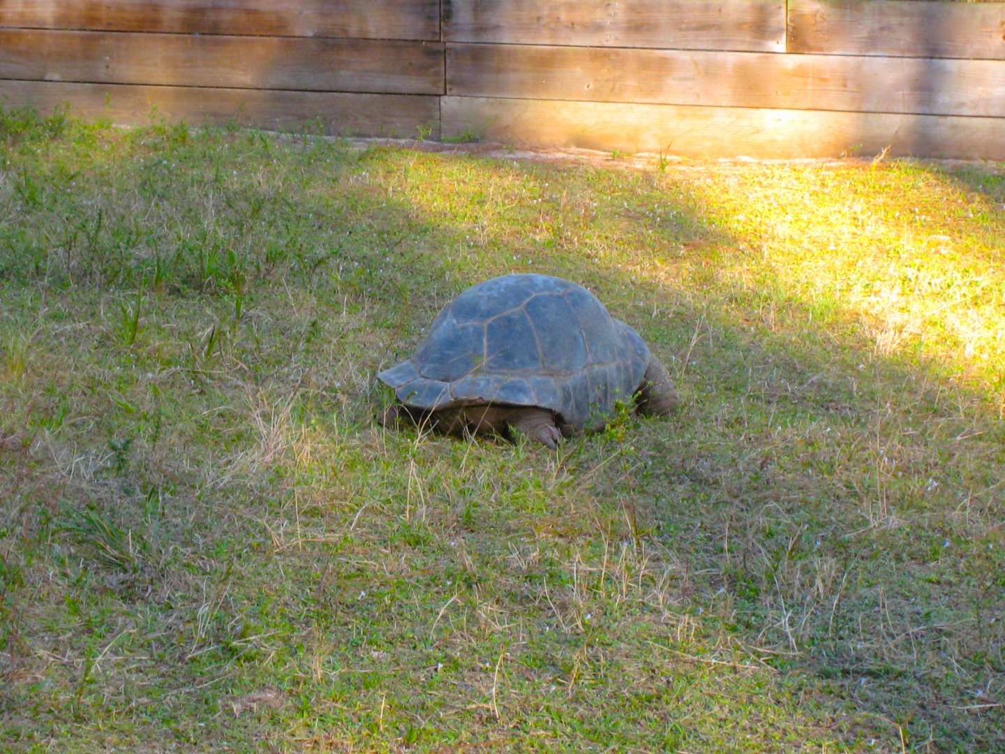 ALDABRA BREEDER