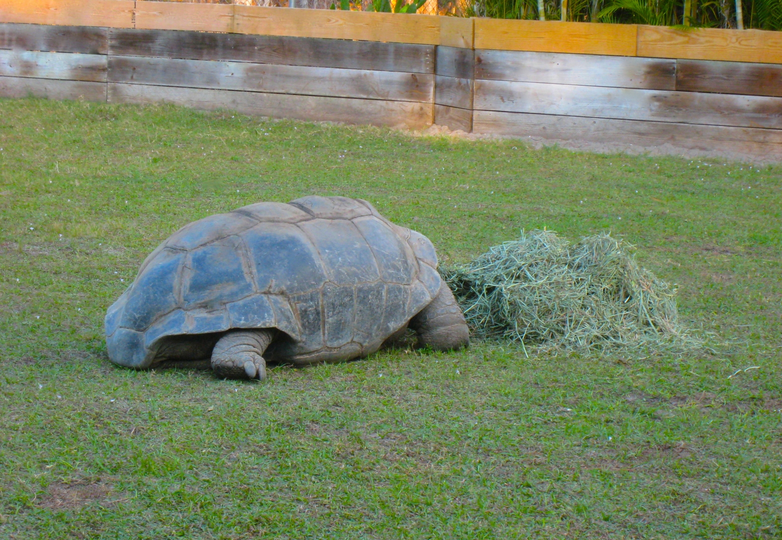 ALDABRA BREEDER