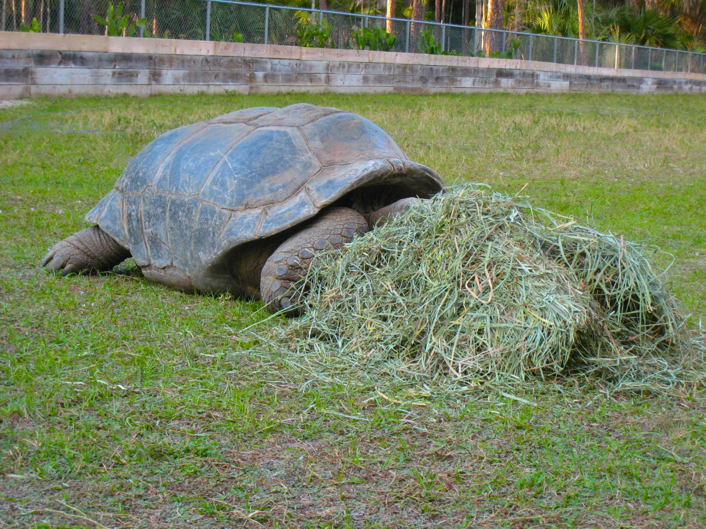 ALDABRA BREEDER
