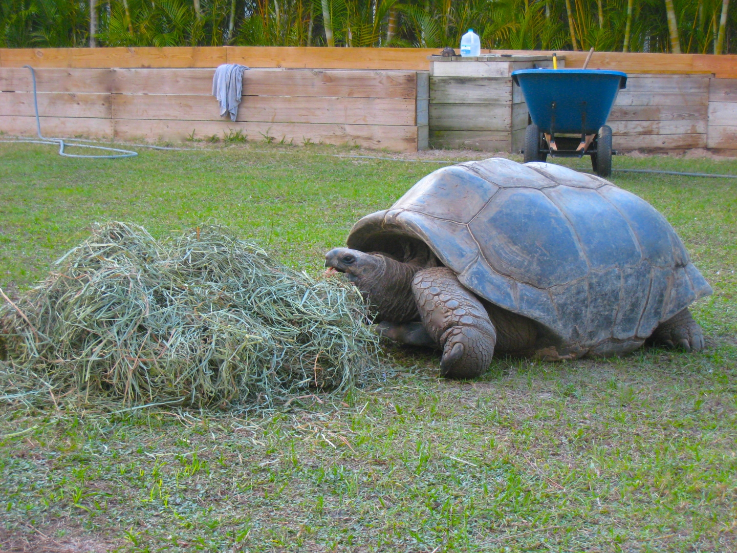 ALDABRA BREEDER