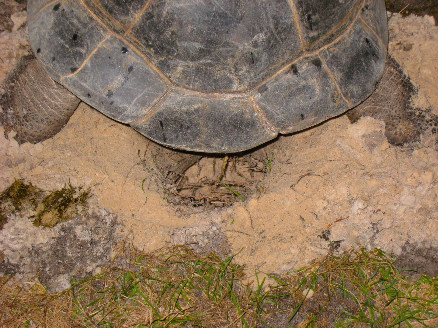 ALDABRA BREEDER