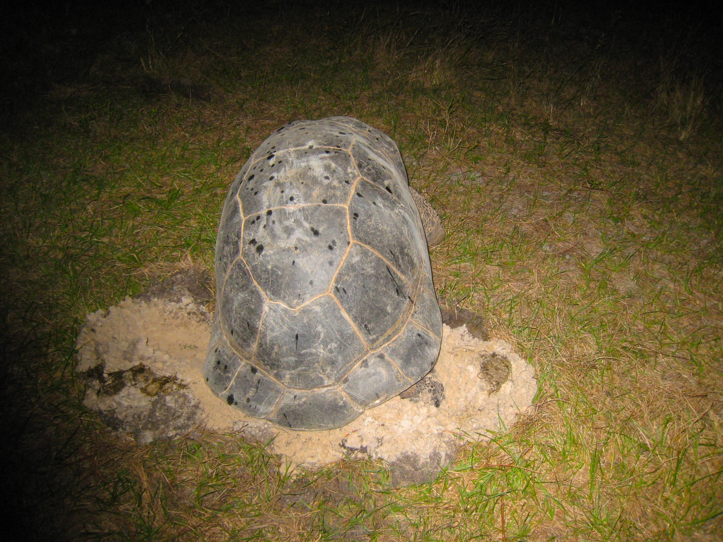 ALDABRA BREEDER