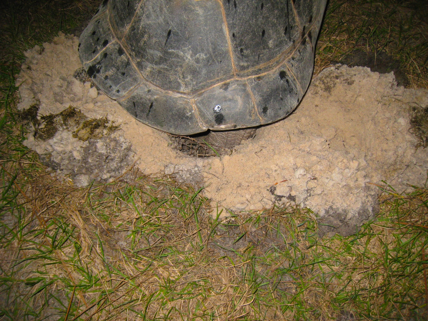 ALDABRA BREEDER