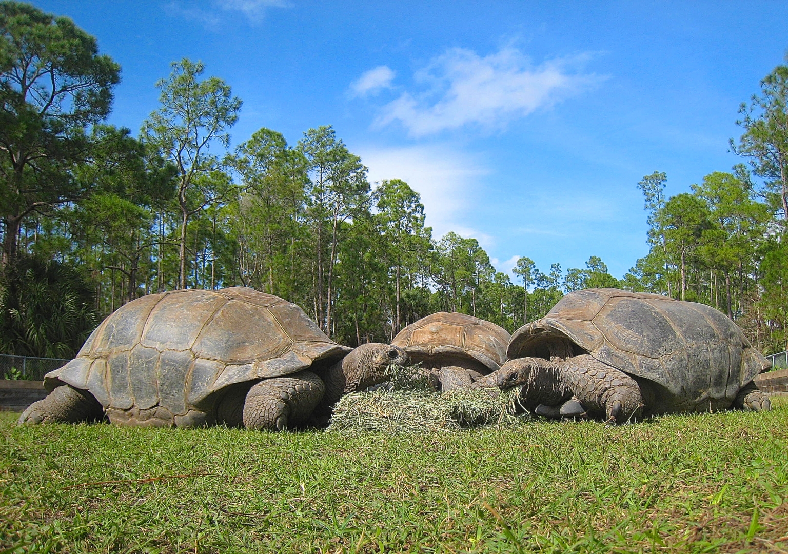 ALDABRA BREEDER