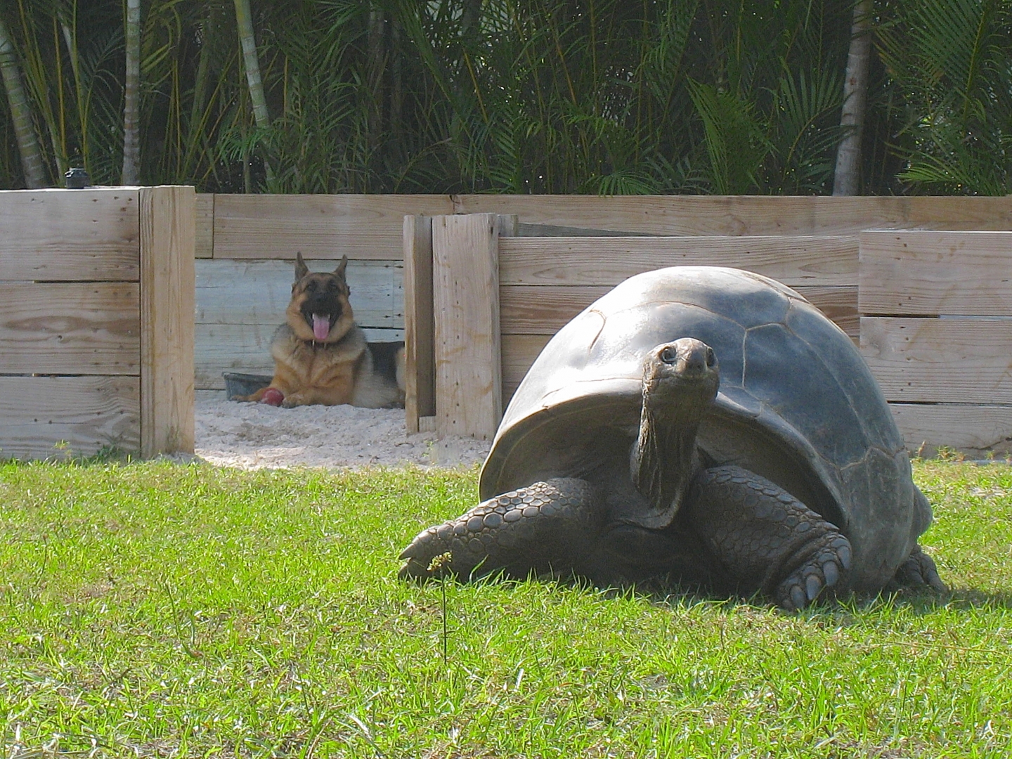 ALDABRA BREEDER