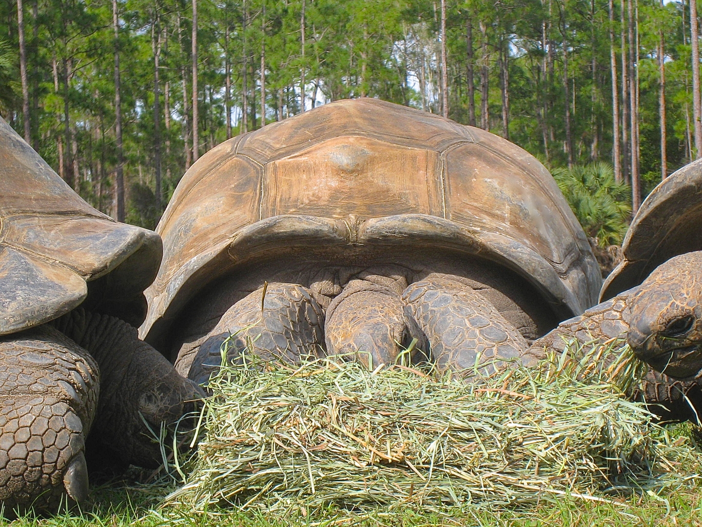 ALDABRA BREEDER