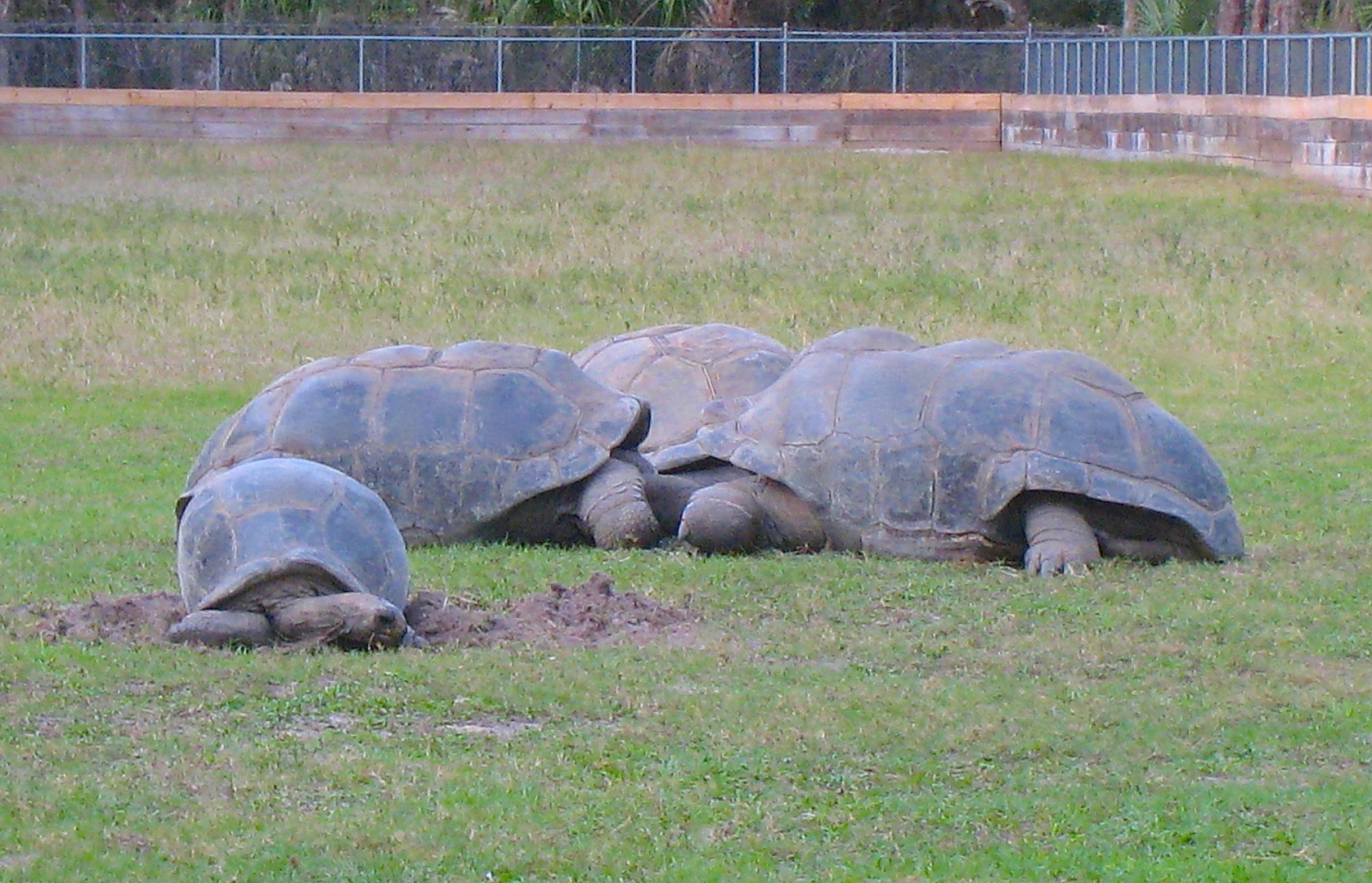 ALDABRA BREEDER