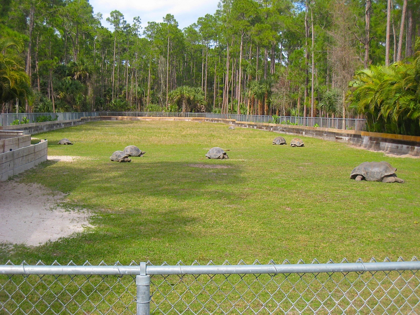 ALDABRA BREEDER
