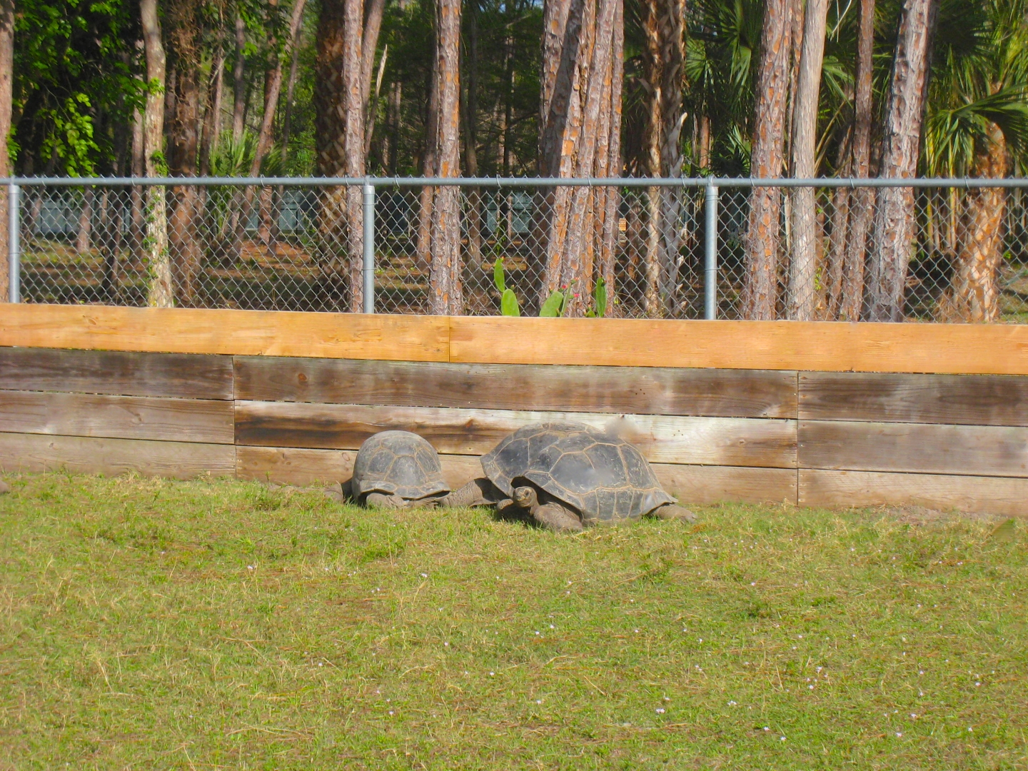 ALDABRA BREEDER