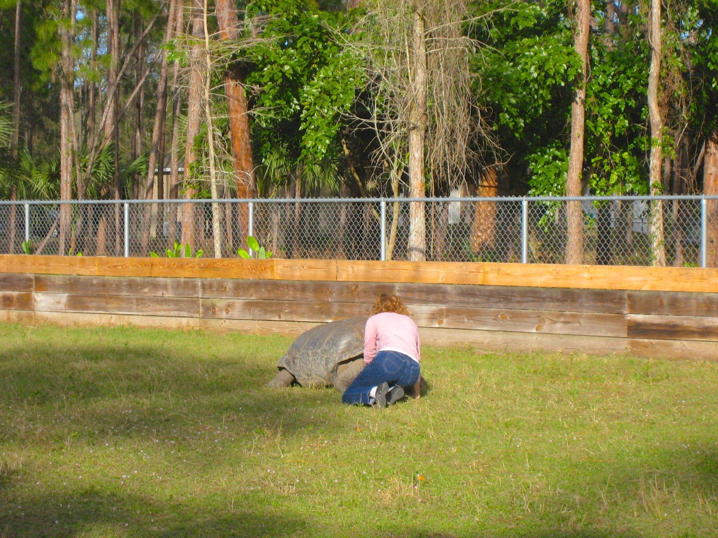 ALDABRA BREEDER