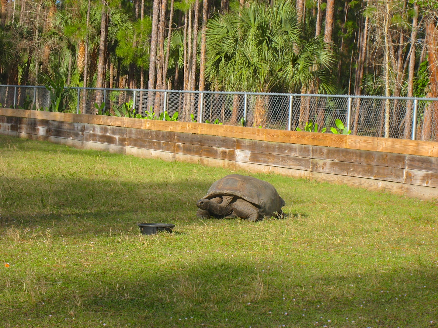 ALDABRA BREEDER