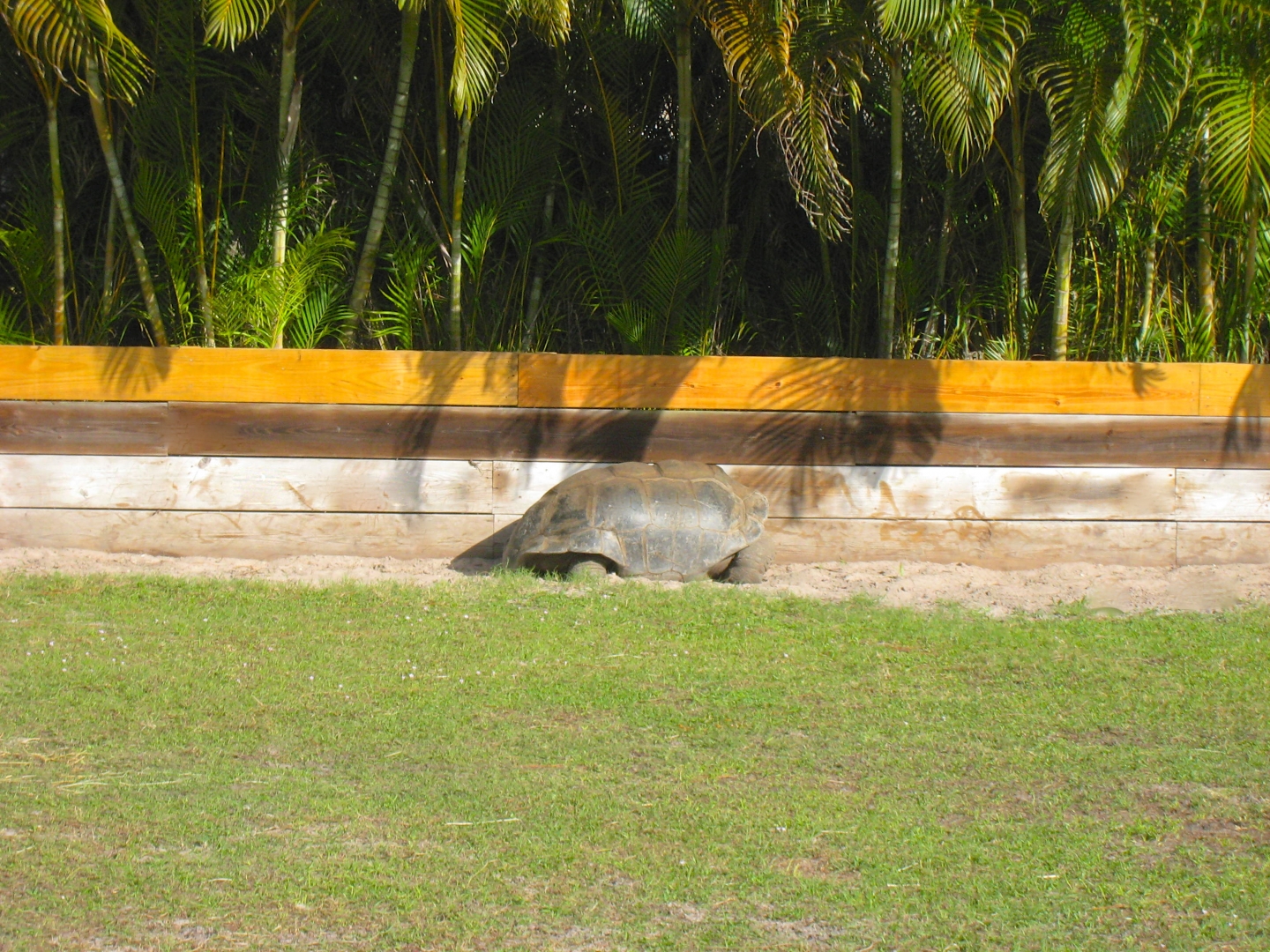ALDABRA BREEDER