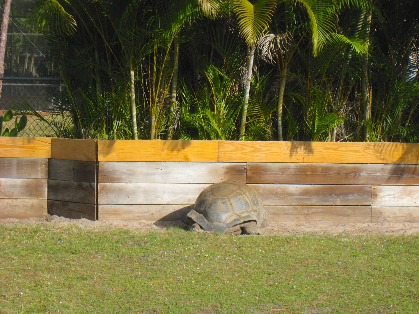 ALDABRA BREEDER