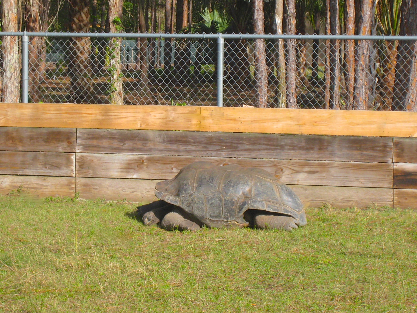 ALDABRA BREEDER
