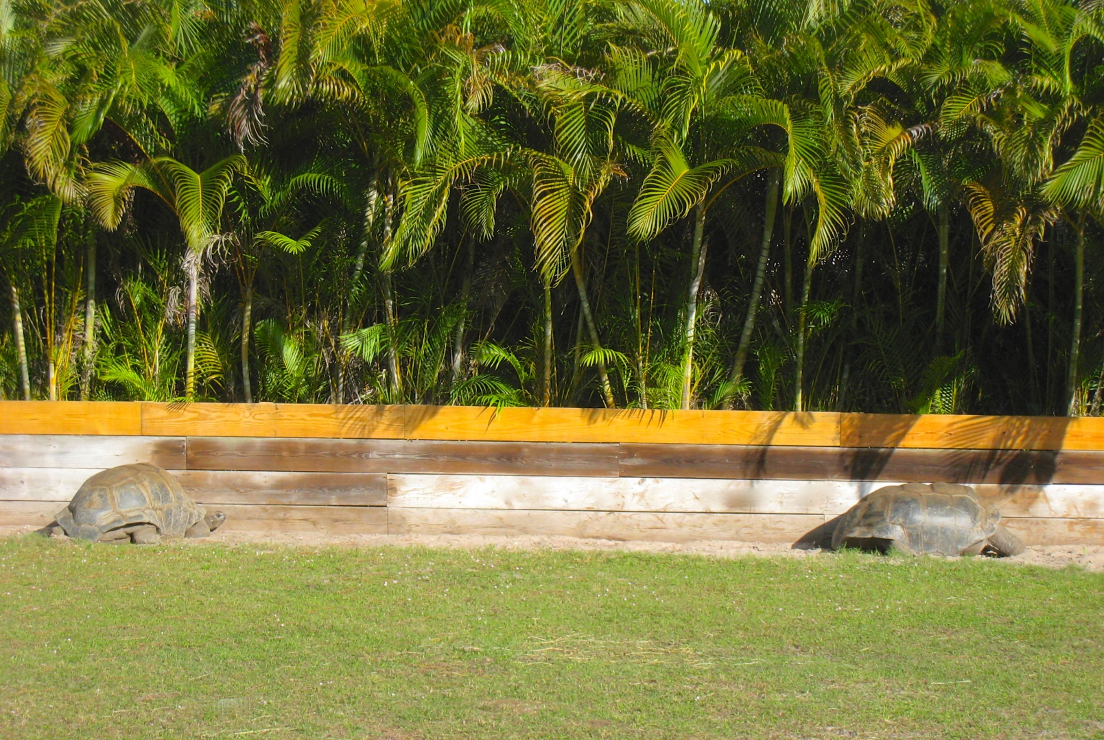 ALDABRA BREEDER