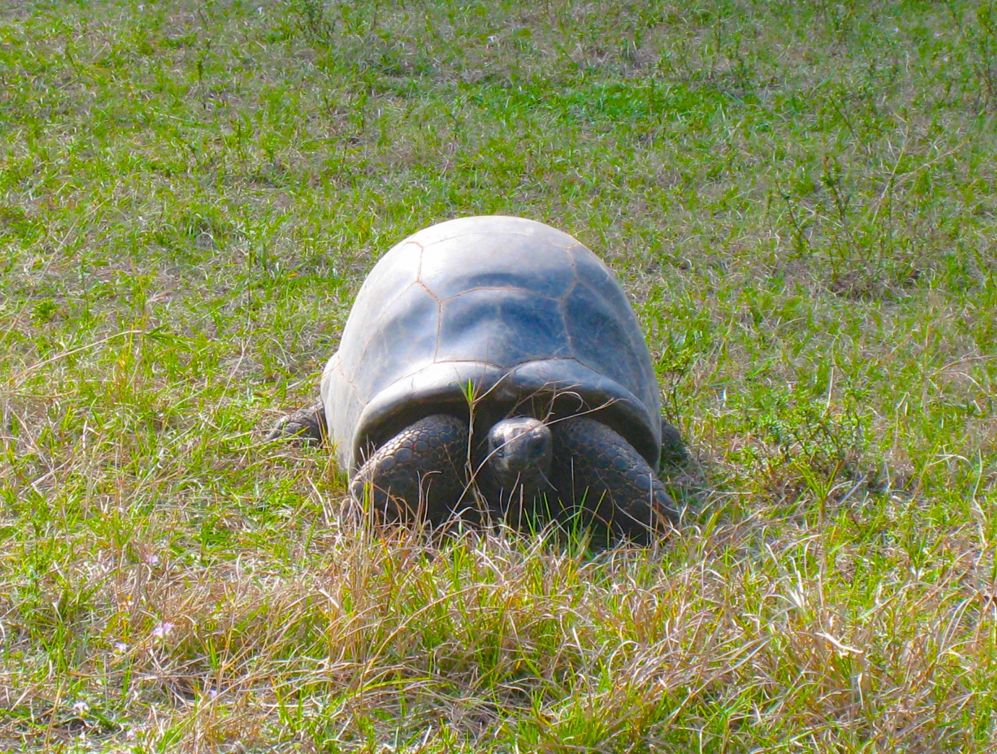 ALDABRA BREEDER