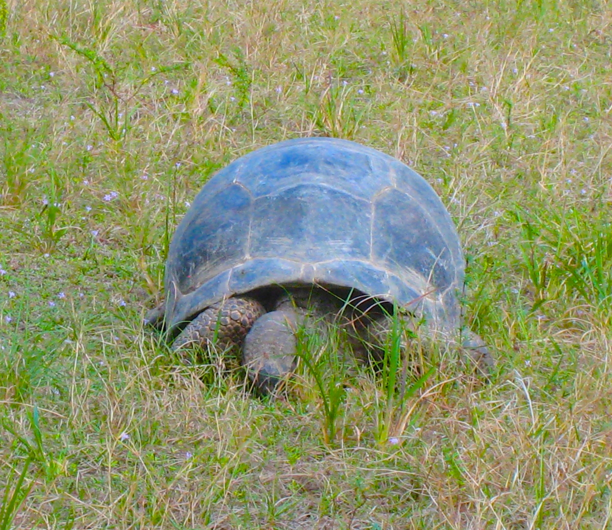 ALDABRA BREEDER