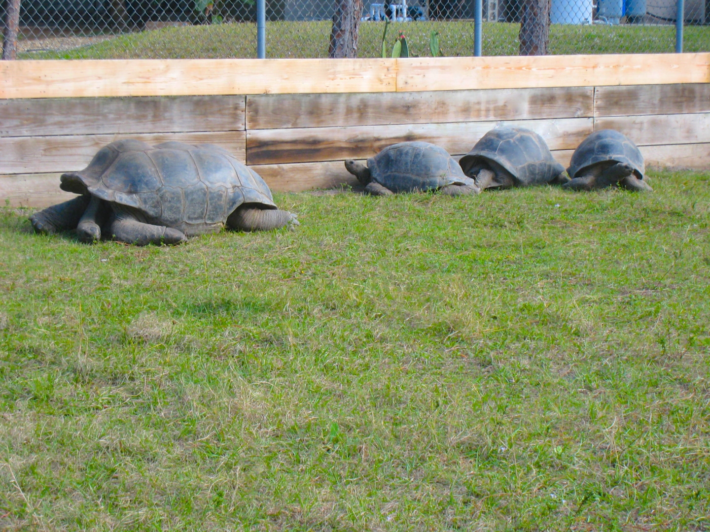 ALDABRA BREEDER