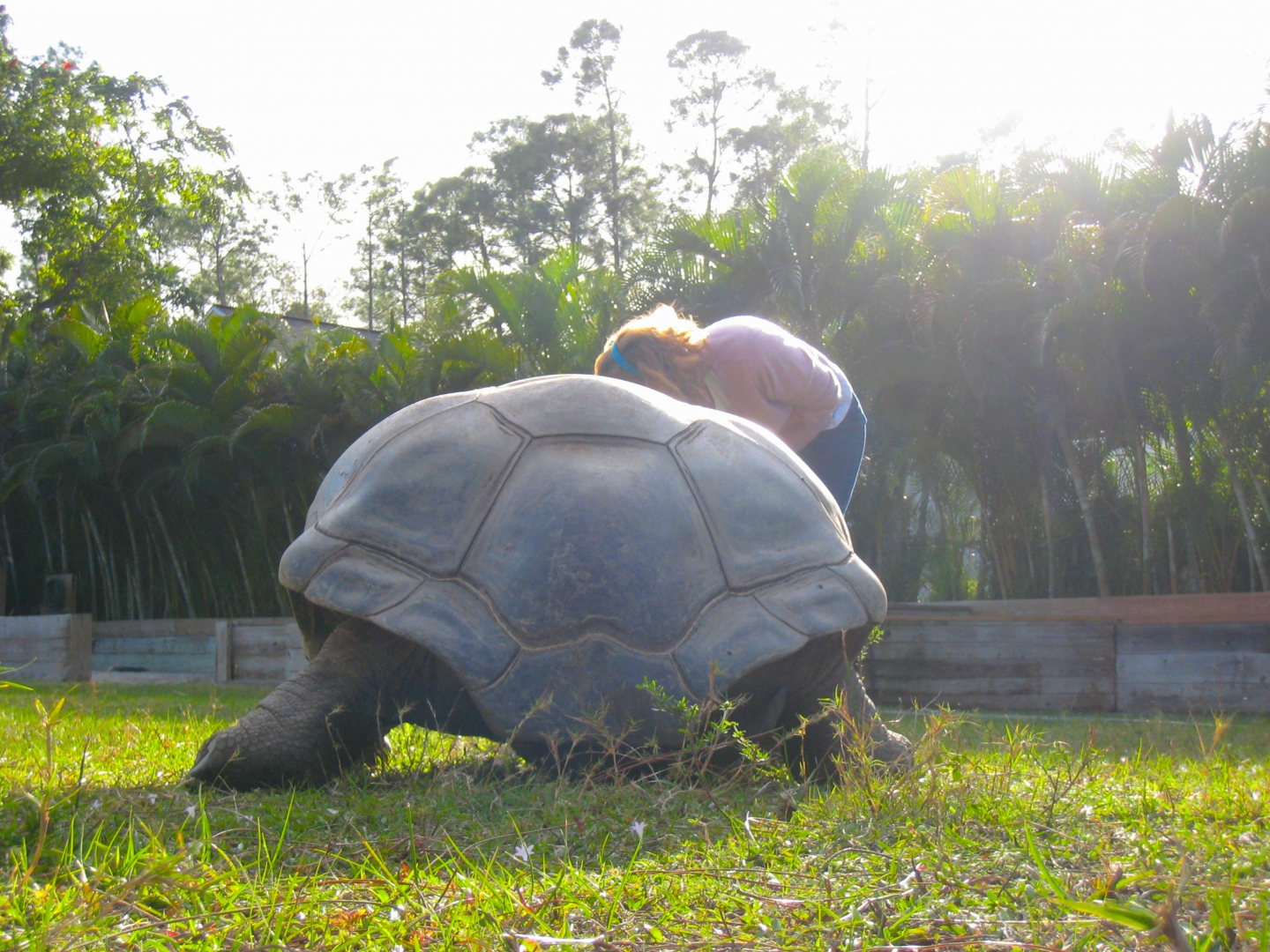 ALDABRA BREEDER