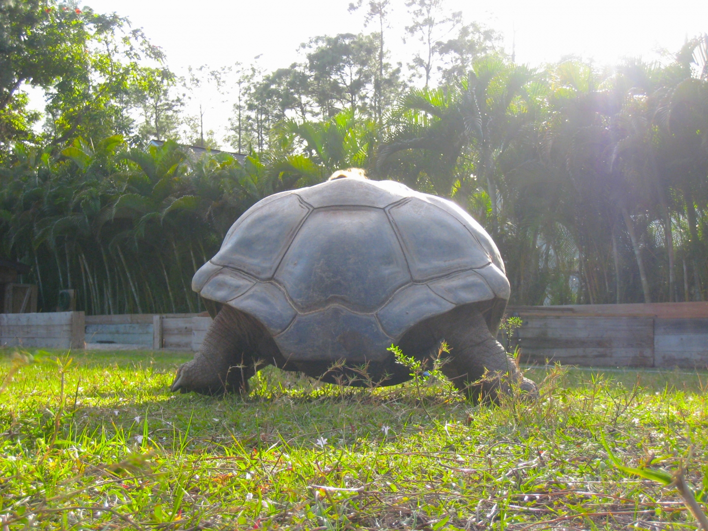 ALDABRA BREEDER